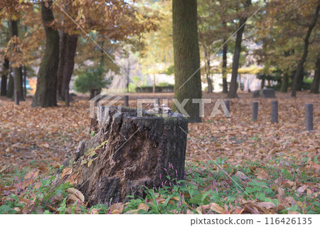 [愛知縣] 名古屋市名城公園的紅葉和落葉 116426135