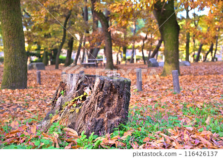 [愛知縣] 名古屋市名城公園的紅葉和落葉 116426137