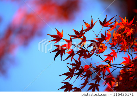 Autumn leaves shining in the blue sky Autumn leaves shining in the blue sky 116426171