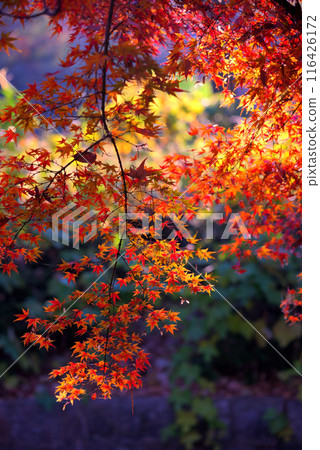 The bright red leaves of maple trees illuminated by sunlight filtering through the trees The bright red leaves of maple trees illuminated by sunlight filtering through the trees 116426172