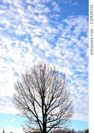 Fallen trees and white clouds in the blue winter sky 116426191