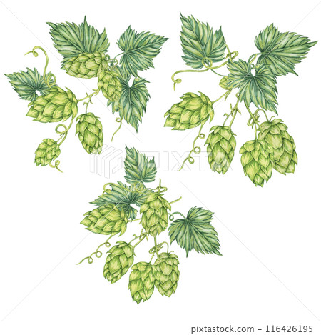 Hop cones Compositions set. Watercolor botanical illustration of Humulus lupulus for Oktoberfest, St. Patrick's day, beer label, brewery design. Hops plant vivid bright clipart for menu, poster 116426195