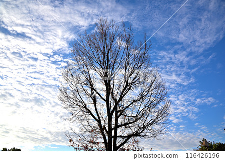 Fallen trees and white clouds in the blue winter sky 116426196