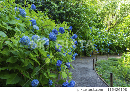 明月院的繡球花(紫陽花寺) 明月院的繡球花(紫陽花寺) 116426198