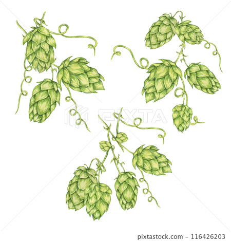 Hop cones branch watercolor illustration. Green humulus lupulus vine for Oktoberfest, St. Patrick's day celebration, beer brewing industry. Hops plant clipart for brewery design, beer label, menu 116426203