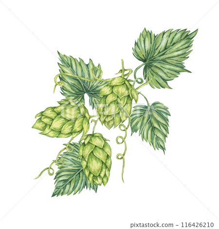 Hop cones and leaves watercolor illustration. Green humulus lupulus vine composition for Oktoberfest, St. Patrick's day celebration, beer label, brewery design. Hops plant clipart for menu, poster 116426210