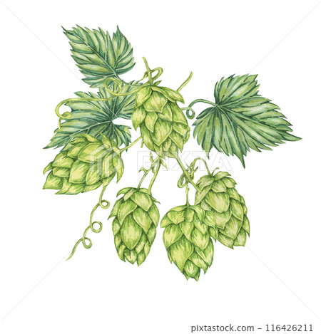 Hop cones and leaves watercolor illustration. Green humulus lupulus vine composition for Oktoberfest, St. Patrick's day celebration, beer label, brewery design. Hops plant clipart for menu, poster 116426211