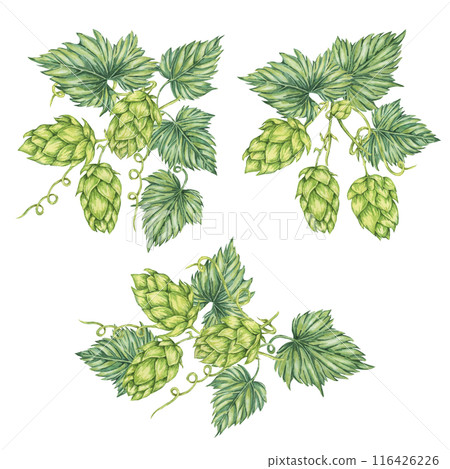 Hop cones Compositions set. Watercolor botanical illustration of Humulus lupulus for Oktoberfest, St. Patrick's day, beer label, brewery design. Hops plant vivid bright clipart for menu, poster Hop cones Compositions set. Watercolor botanical illustration of Humulus lupulus for Oktoberfest, St. Patrick's day, beer label, brewery design. Hops plant vivid bright clipart for menu, poster 116426226