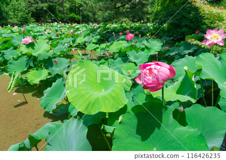 Tsuruma Park, lotus flowers in Kocho-ga-ike Pond (Nagoya City, Aichi Prefecture) Tsuruma Park, lotus flowers in Kocho-ga-ike Pond (Nagoya City, Aichi Prefecture) 116426235