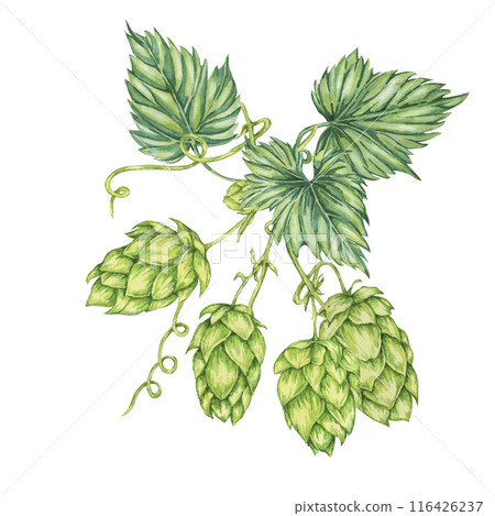 Hop cones and leaves branch watercolor illustration. Green humulus lupulus composition for Oktoberfest, St. Patrick's day celebration, beer label, brewery design. Hops plant clipart for menu, poster 116426237