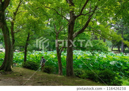 鶴舞公園、小長池的蓮花（愛知縣名古屋市） 116426238
