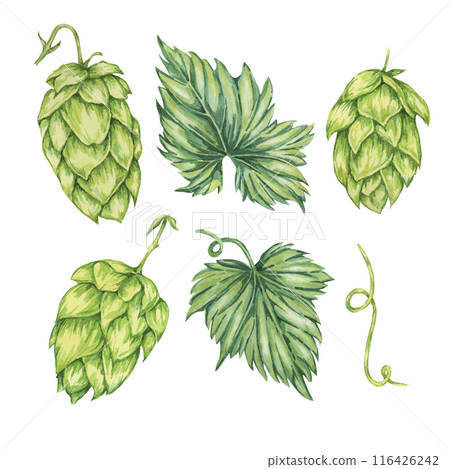 Hop cones and leaves watercolor illustration. Green humulus lupulus design elements for Oktoberfest, St. Patrick's day celebration, beer brewing industry. Hops plant clipart for brewery, beer label 116426242