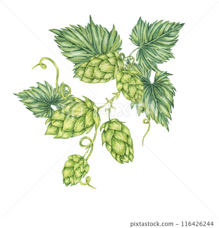 Hop cones and leaves watercolor illustration. Green humulus lupulus vine composition for Oktoberfest, St. Patrick's day celebration, beer label, brewery design. Hops plant clipart for menu, poster 116426244