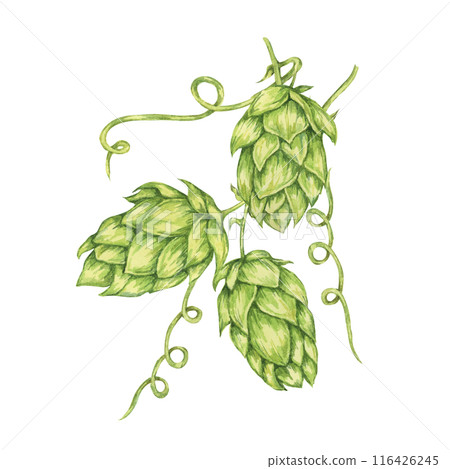 Hop cones watercolor illustration. Green humulus lupulus vine for Oktoberfest, St. Patrick's day celebration, beer brewing industry. Hops plant clipart for brewery design, beer label, menu Hop cones watercolor illustration. Green humulus lupulus vine for Oktoberfest, St. Patrick's day celebration, beer brewing industry. Hops plant clipart for brewery design, beer label, menu 116426245