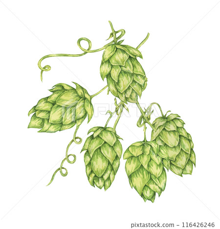 Hop cones branch watercolor illustration. Green humulus lupulus vine for Oktoberfest, St. Patrick's day celebration, beer brewing industry. Hops plant clipart for brewery design, beer label, menu Hop cones branch watercolor illustration. Green humulus lupulus vine for Oktoberfest, St. Patrick's day celebration, beer brewing industry. Hops plant clipart for brewery design, beer label, menu 116426246