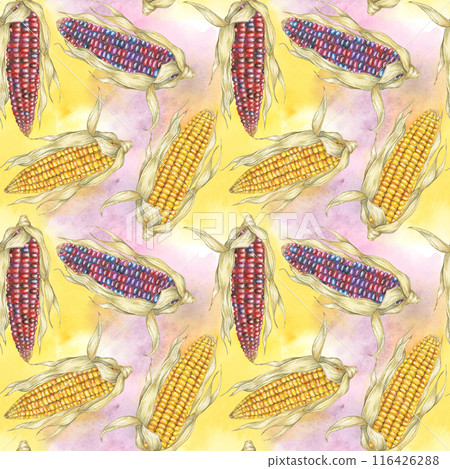 Indian heirloom and Yellow sweetcorn cobs seamless pattern, textile with watercolor background. Maize fabric print for clothes, kitchen, wallpaper, wrapping, scrapbooking, food packaging, Thanksgiving Indian heirloom and Yellow sweetcorn cobs seamless pattern, textile with watercolor background. Maize fabric print for clothes, kitchen, wallpaper, wrapping, scrapbooking, food packaging, Thanksgiving 116426288