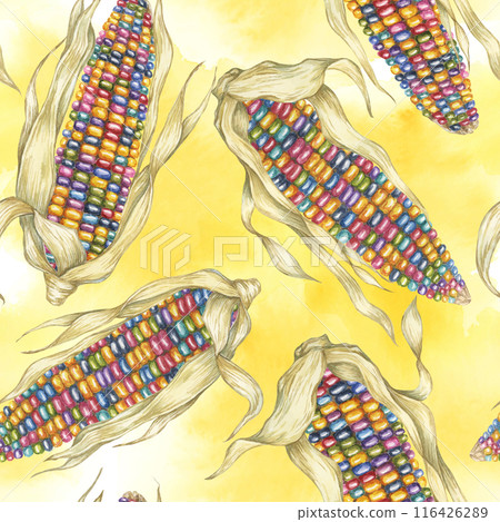 Indian heirloom corn seamless pattern, rainbow cobs on abstract splash watercolor backdrop. Maize fabric print for clothes, kitchen, wallpaper, wrapping, scrapbooking, food packaging, Thanksgiving 116426289