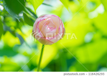 鶴舞公園、小長池的蓮花(愛知縣名古屋市) 鶴舞公園、小長池的蓮花(愛知縣名古屋市) 116426293
