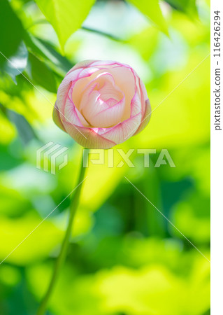 鶴舞公園、小長池的蓮花（愛知縣名古屋市） 116426294