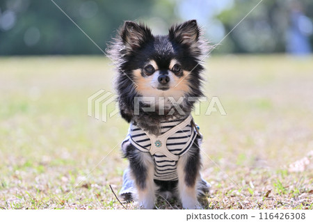 Smiling long-coated chihuahua sitting without a lead Smiling long-coated chihuahua sitting without a lead 116426308