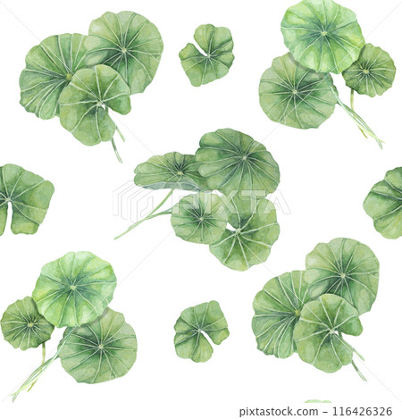 Green centella asiatica seamless pattern, vibrant foliage textile, greenery clipart. Watercolor gotu kola botanical print design for clothes, wallpaper, wrapping paper, scrapbooking, apparel, beauty Green centella asiatica seamless pattern, vibrant foliage textile, greenery clipart. Watercolor gotu kola botanical print design for clothes, wallpaper, wrapping paper, scrapbooking, apparel, beauty 116426326