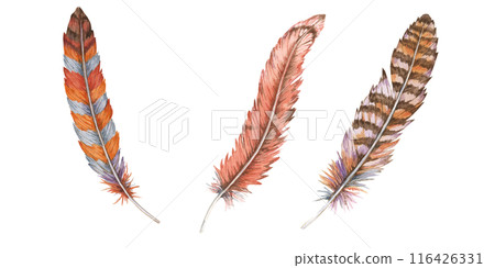 Collection of three feathers in various colors and patterns, Detailed hand drawn watercolor illustration. Perfect for use in boho-themed designs, eclectic art and crafting projects, bohemian decor 116426331