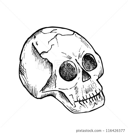 Vector human skull with black eyes. Hand painted linear illustration. Graphic monochrome art for tattoo, anatomy scary face for halloween, horror. Isolated on background. For designers, The day of the Vector human skull with black eyes. Hand painted linear illustration. Graphic monochrome art for tattoo, anatomy scary face for halloween, horror. Isolated on background. For designers, The day of the 116426377