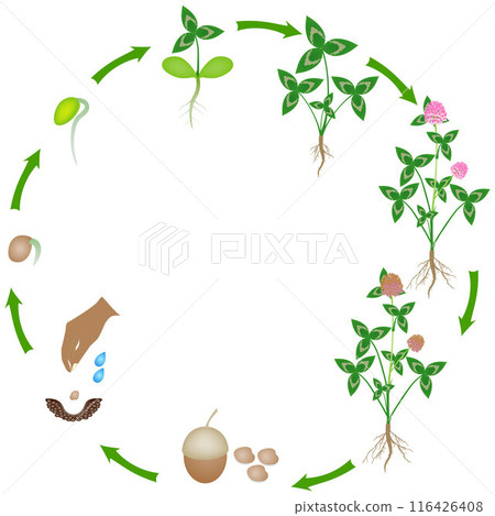 Life cycle of a clover plant on a white background. 116426408