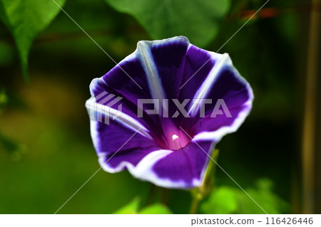 夏季盛開的紫色牽牛花 116426446