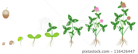 Cycle of growth of a clover plant on a white background. 116426447