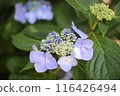 Blue hydrangea 116426494