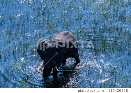 Aerial View of an African Elephant Aerial View of an African Elephant 116426538