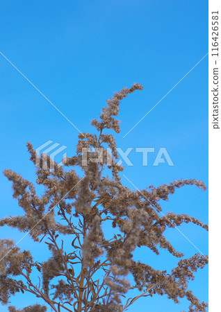 死去的一枝黃花和黃昏時的冬日天空 死去的一枝黃花和黃昏時的冬日天空 116426581