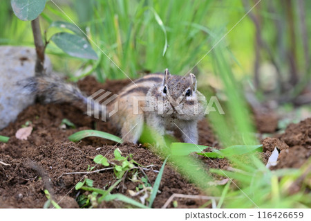 Chipmunk, Saitama City, Saitama Prefecture (Citizens' Forest, Minuma Green Center, Squirrel House) 116426659