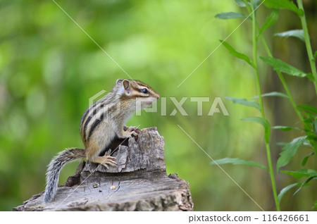 花栗鼠 埼玉縣埼玉市（市民森林、三沼綠地中心、松鼠之家） 116426661