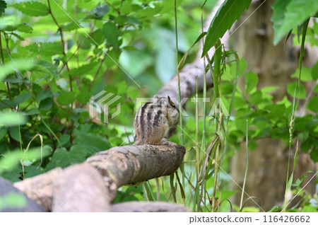 花栗鼠 埼玉縣埼玉市（市民森林、三沼綠地中心、松鼠之家） 116426662