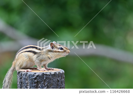 Chipmunk, Saitama City, Saitama Prefecture (Citizens' Forest, Minuma Green Center, Squirrel House) Chipmunk, Saitama City, Saitama Prefecture (Citizens' Forest, Minuma Green Center, Squirrel House) 116426668