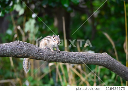 Chipmunk, Saitama City, Saitama Prefecture (Citizens' Forest, Minuma Green Center, Squirrel House) 116426675