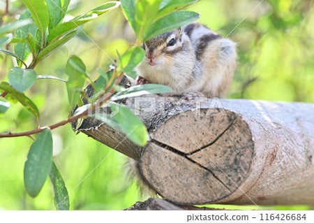 花栗鼠 埼玉縣埼玉市（市民森林、三沼綠地中心、松鼠之家） 116426684