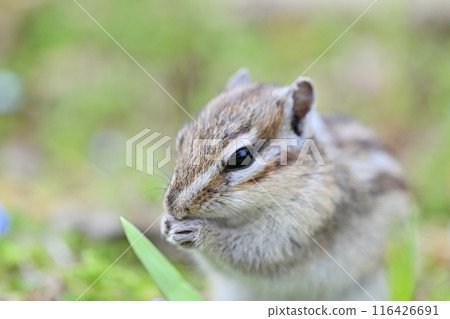 花栗鼠 埼玉縣埼玉市（市民森林、三沼綠地中心、松鼠之家） 116426691