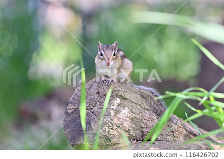 花栗鼠 埼玉縣埼玉市（市民森林、三沼綠地中心、松鼠之家） 116426702