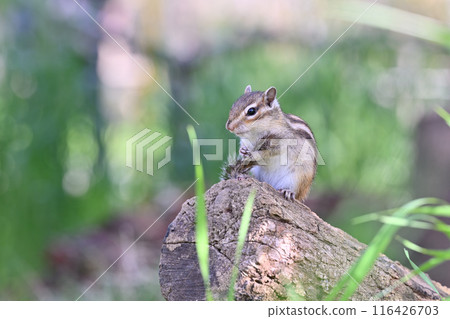 花栗鼠 埼玉縣埼玉市(市民森林、三沼綠地中心、松鼠之家) 花栗鼠 埼玉縣埼玉市(市民森林、三沼綠地中心、松鼠之家) 116426703