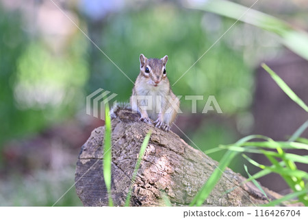 花栗鼠 埼玉縣埼玉市(市民森林、三沼綠地中心、松鼠之家) 花栗鼠 埼玉縣埼玉市(市民森林、三沼綠地中心、松鼠之家) 116426704