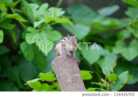 Chipmunk, Saitama City, Saitama Prefecture (Citizens' Forest, Minuma Green Center, Squirrel House) Chipmunk, Saitama City, Saitama Prefecture (Citizens' Forest, Minuma Green Center, Squirrel House) 116426705