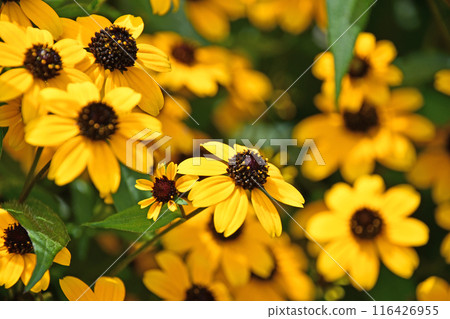 Rudbekia·Takao Rudbekia·Takao 116426955