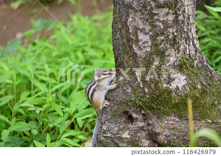 A baby squirrel (chipmunk) climbing a tree. Saitama City, Saitama Prefecture (Citizens' Forest, Minuma Green Center, Squirrel House) 116426979