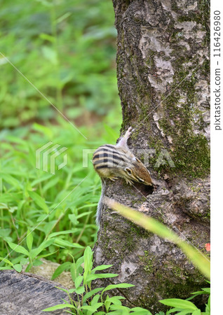 A baby squirrel (chipmunk) climbing a tree. Saitama City, Saitama Prefecture (Citizens' Forest, Minuma Green Center, Squirrel House) A baby squirrel (chipmunk) climbing a tree. Saitama City, Saitama Prefecture (Citizens' Forest, Minuma Green Center, Squirrel House) 116426980