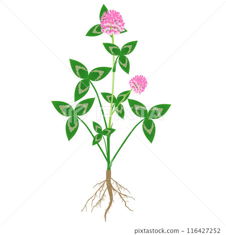 Clover plant with roots and flowers on a white background. 116427252
