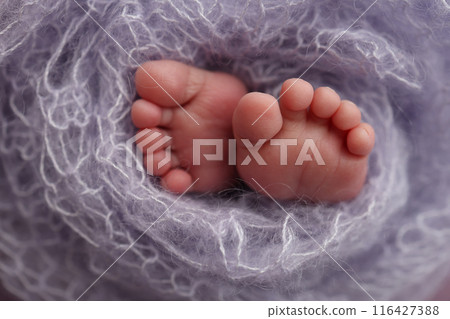 The tiny foot of a newborn. Soft feet of a newborn in a purple lilac woolen blanket. Close up of toes, heels and feet of a newborn baby. Studio Macro photography. Woman's happiness. The tiny foot of a newborn. Soft feet of a newborn in a purple lilac woolen blanket. Close up of toes, heels and feet of a newborn baby. Studio Macro photography. Woman's happiness. 116427388
