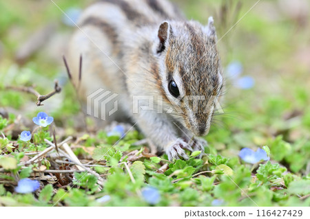 花栗鼠和巨角鯊,埼玉縣埼玉市(市民森林、見沼綠色中心、松鼠之家) 花栗鼠和巨角鯊,埼玉縣埼玉市(市民森林、見沼綠色中心、松鼠之家) 116427429